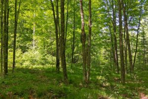 Lincoln County, WI wooded waterfront land for sale along the Somo River