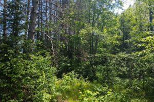 Wooded land for sale with frontage on Somo River near Tomahawk, WI