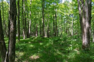 Wooded land for sale with frontage on Somo River near Tomahawk, WI