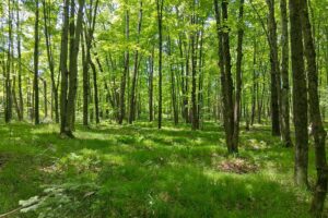 Wooded land for sale with frontage on Somo River near Tomahawk, WI