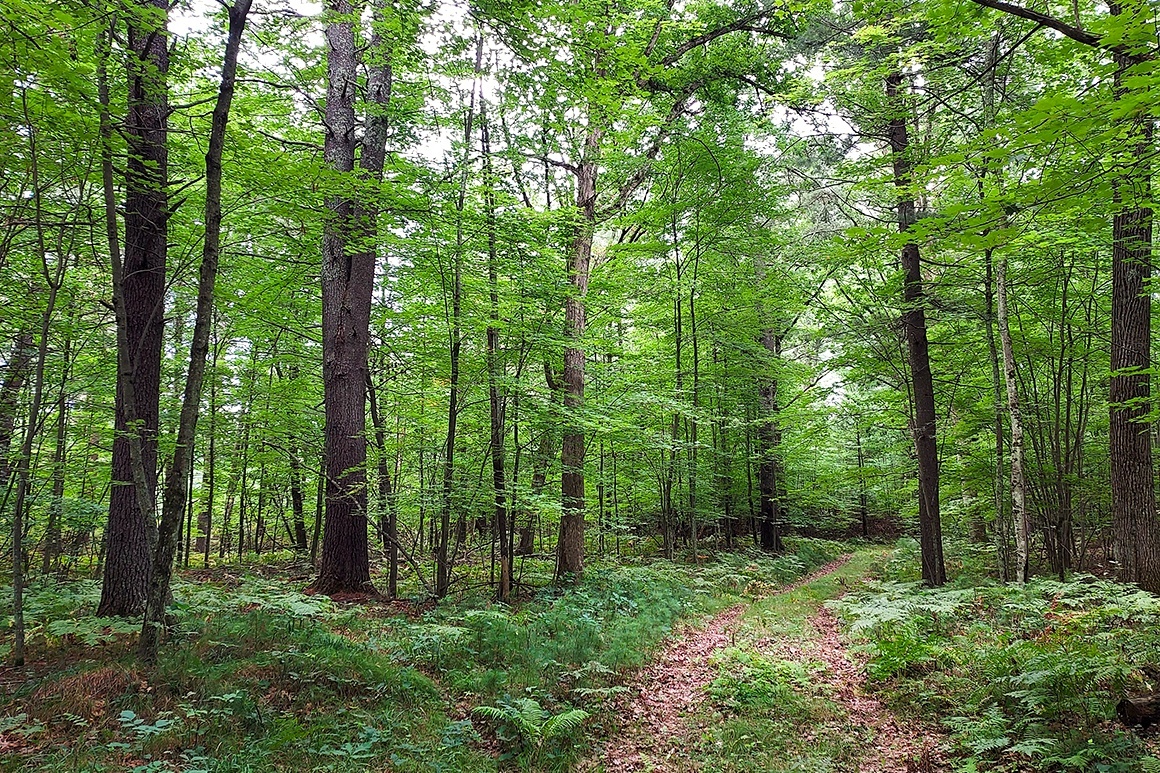 Secluded Wooded Land Near Crivitz, WI!
