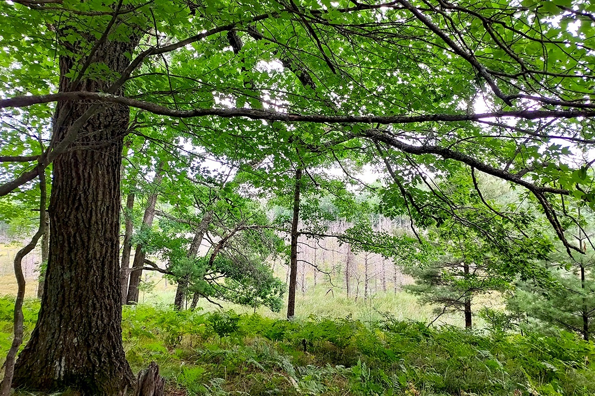 Secluded Wooded Land Near Crivitz, WI!