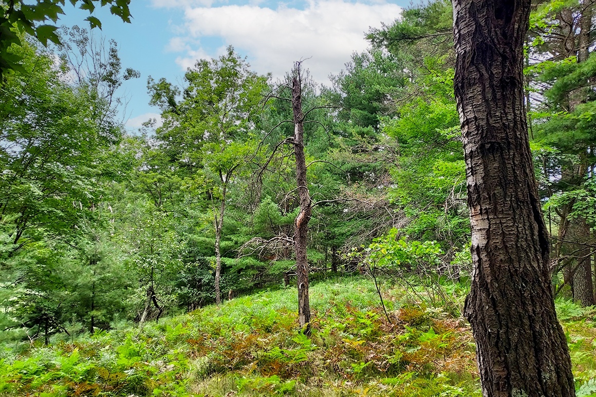 Secluded Wooded Land Near Crivitz, WI!