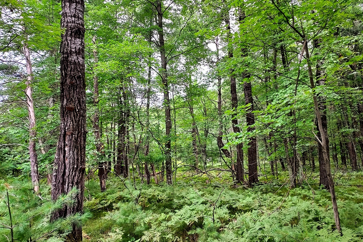 Secluded Wooded Land Near Crivitz, WI!