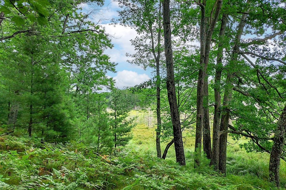 Secluded Wooded Land Near Crivitz, WI!