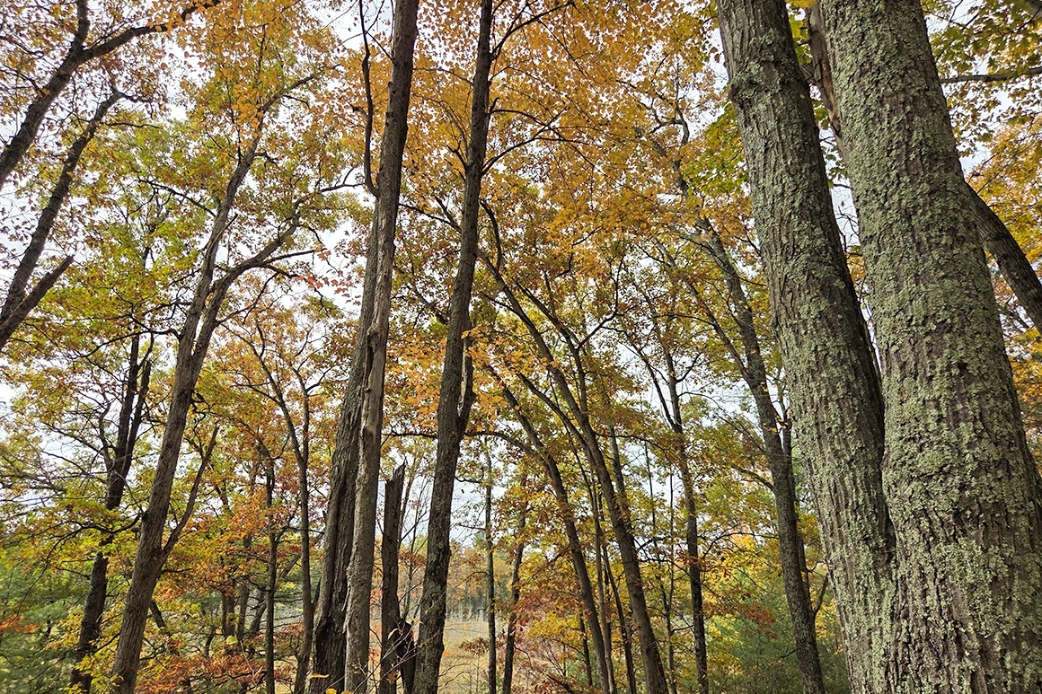 Be the King of the Hill!