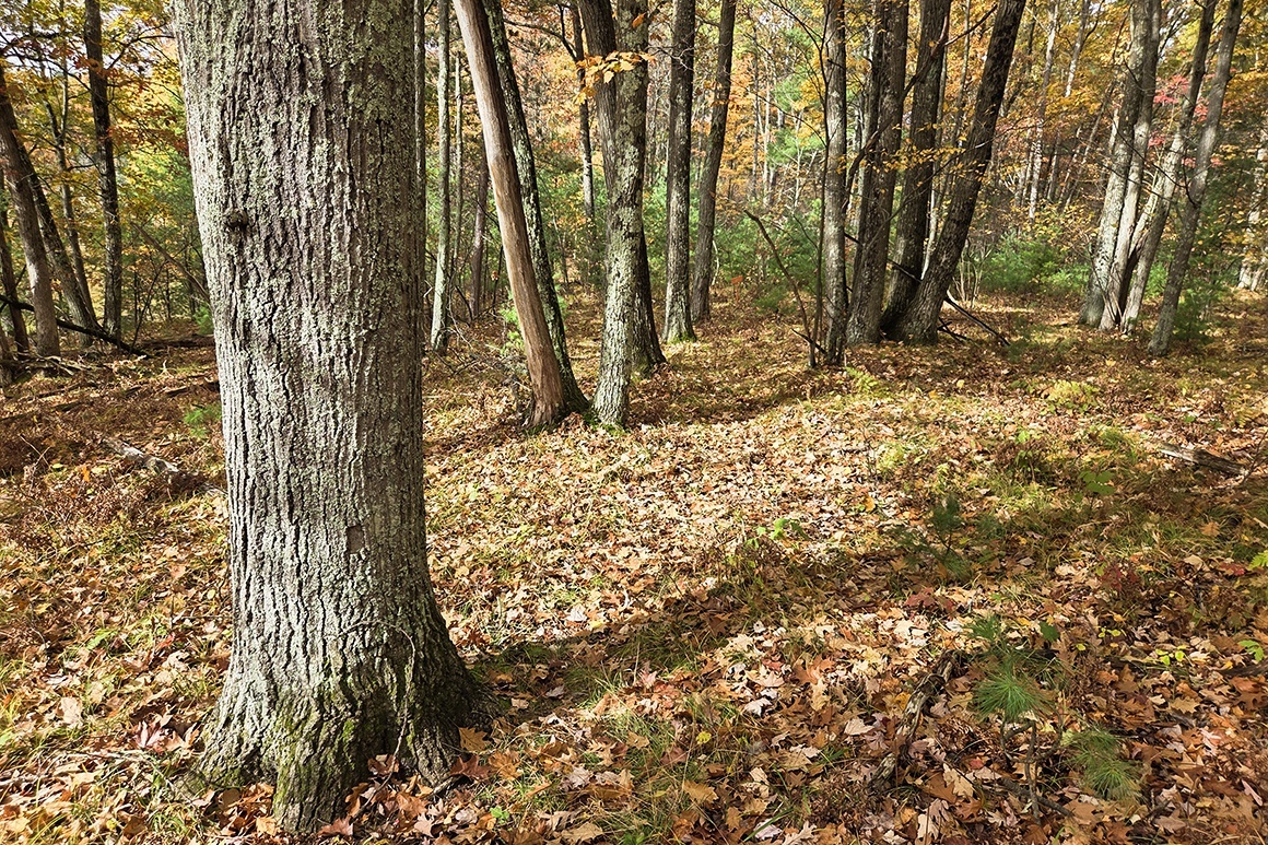 Be the King of the Hill!