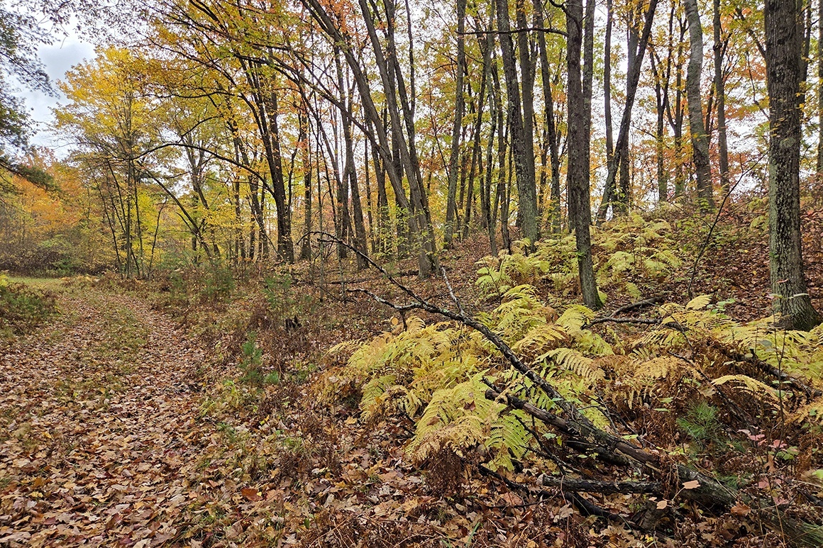 Be the King of the Hill!