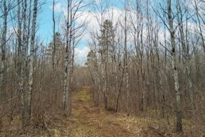 Wooded land for sale near Tomahawk, WI and Lake Nokomis.