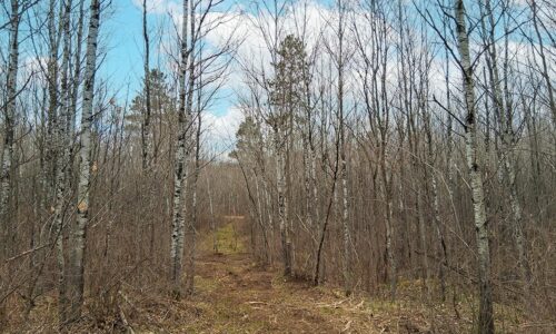 Wooded land for sale near Tomahawk, WI and Lake Nokomis.
