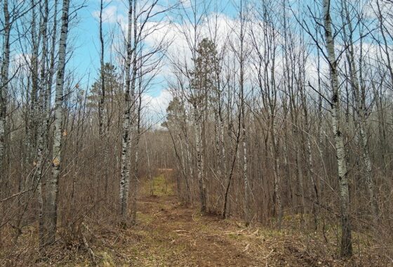Wooded land for sale near Tomahawk, WI and Lake Nokomis.