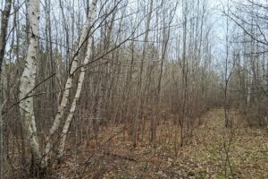 Wooded land for sale near Tomahawk, WI and Lake Nokomis.