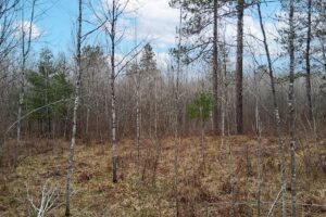 Wooded land for sale near Tomahawk, WI and Lake Nokomis.