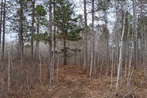 Wooded land for sale near Tomahawk, WI and Lake Nokomis.
