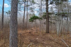 Wooded land for sale near Tomahawk, WI and Lake Nokomis.