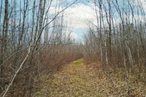 Wooded land for sale near Tomahawk, WI and Lake Nokomis.