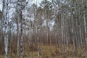 Wooded land for sale near Tomahawk, WI and Lake Nokomis.