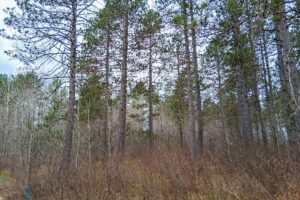 Wooded land for sale near Tomahawk, WI and Lake Nokomis.