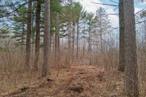 Buildable wooded land for sale near Lake Nokomis in Oneida County, WI