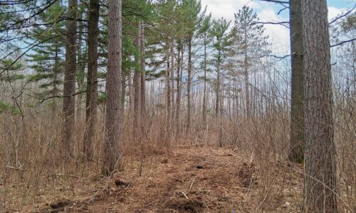 Buildable wooded land for sale near Lake Nokomis in Oneida County, WI