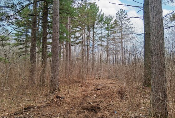 Buildable wooded land for sale near Lake Nokomis in Oneida County, WI