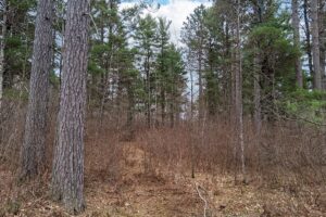 Buildable wooded land for sale near Lake Nokomis in Oneida County, WI