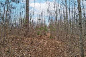 Buildable wooded land for sale near Lake Nokomis in Oneida County, WI