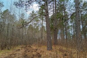 Buildable wooded land for sale near Lake Nokomis in Oneida County, WI