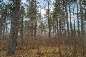 Buildable wooded land for sale near Lake Nokomis in Oneida County, WI