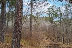 Buildable wooded land for sale near Lake Nokomis in Oneida County, WI
