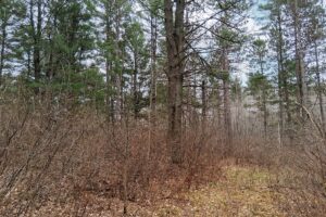 Buildable wooded land for sale near Lake Nokomis in Oneida County, WI