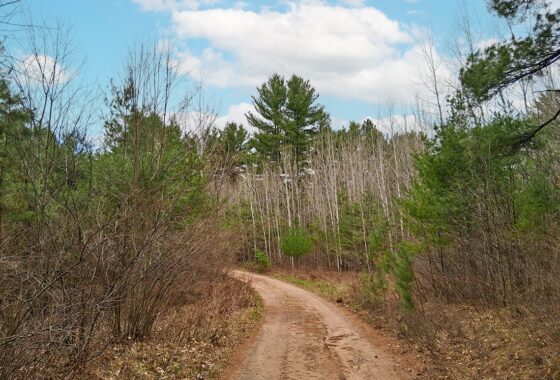 Secluded land for sale just minutes from Lake Nokomis near Tomahawk, WI.