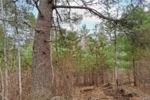 Secluded land for sale just minutes from Lake Nokomis near Tomahawk, WI.