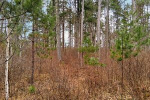 Secluded land for sale just minutes from Lake Nokomis near Tomahawk, WI.