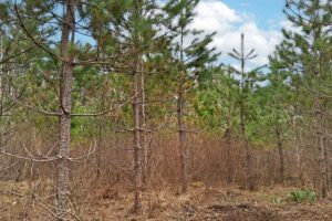 Secluded land for sale just minutes from Lake Nokomis near Tomahawk, WI.