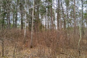 Secluded land for sale just minutes from Lake Nokomis near Tomahawk, WI.