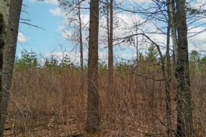 Secluded land for sale just minutes from Lake Nokomis near Tomahawk, WI.