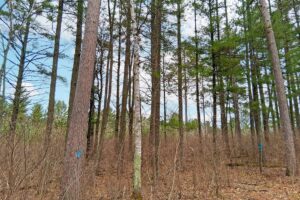 Secluded land for sale just minutes from Lake Nokomis near Tomahawk, WI.
