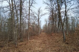 Private wooded setting on 2-acre buildable land for sale near Trego Wisconsin
