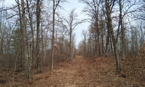 Private wooded setting on 2-acre buildable land for sale near Trego Wisconsin