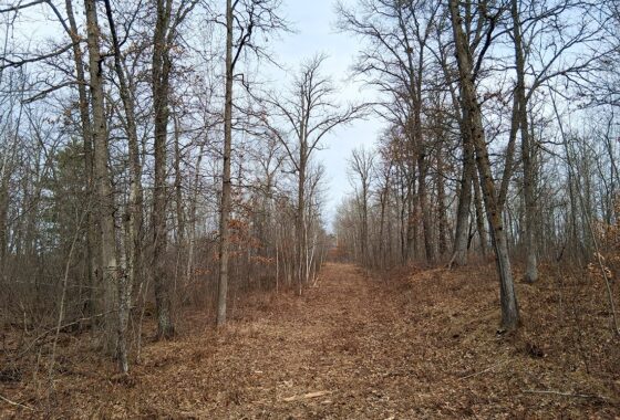 Private wooded setting on 2-acre buildable land for sale near Trego Wisconsin