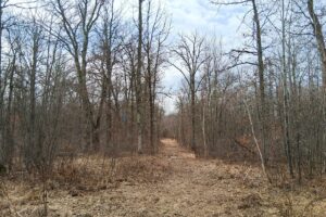 Private wooded setting on 2-acre buildable land for sale near Trego Wisconsin