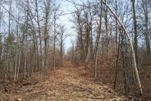 Private wooded setting on 2-acre buildable land for sale near Trego Wisconsin