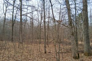 Private wooded setting on 2-acre buildable land for sale near Trego Wisconsin