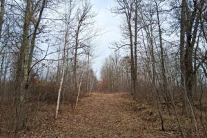 Private wooded setting on 2-acre buildable land for sale near Trego Wisconsin