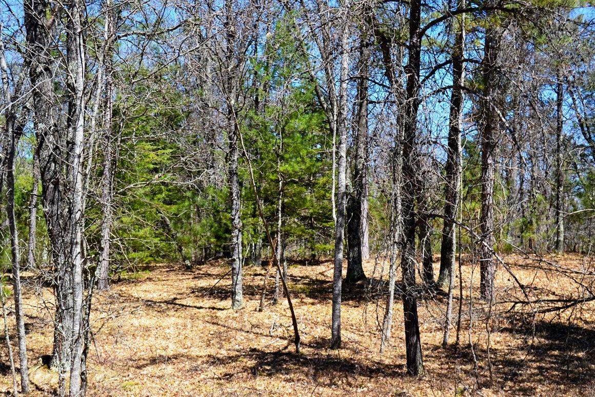 1.9 Acres Bordering National Forest!